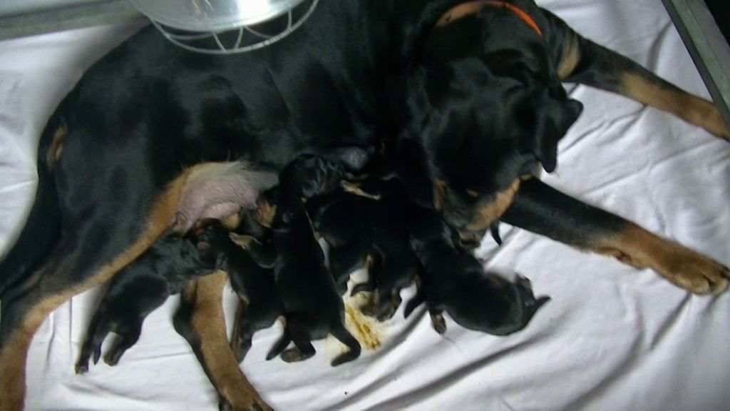 Du bon limier - Chiots disponibles - Rottweiler