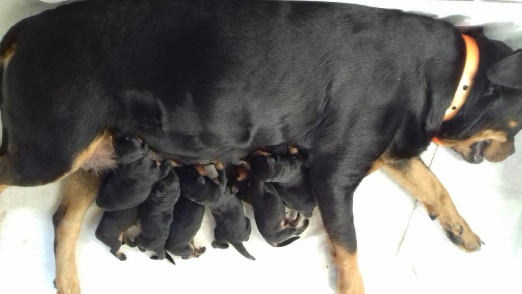 Du bon limier - Chiots disponibles - Rottweiler